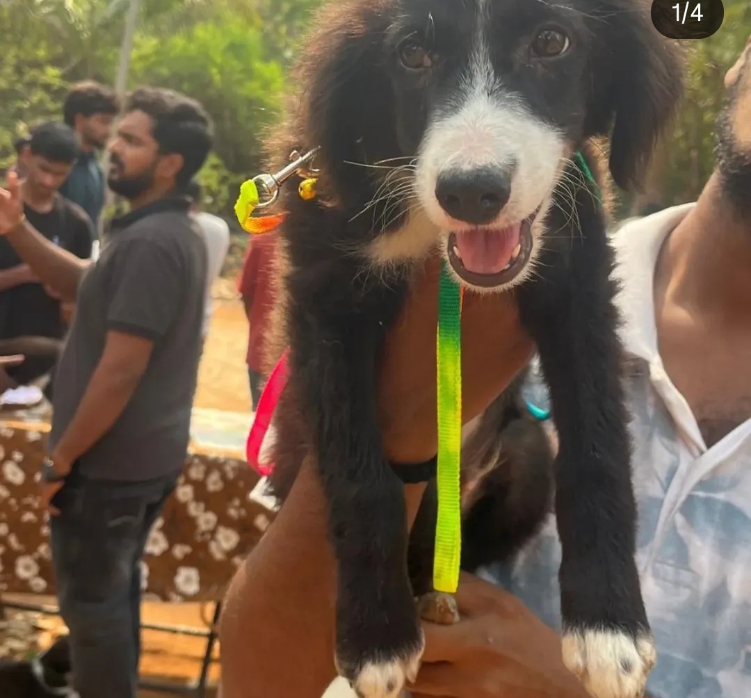 🐾 Adoption Alert – Meet Max!