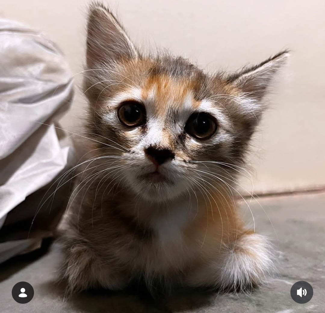 ADOPTION ALERT – TRUFFLE