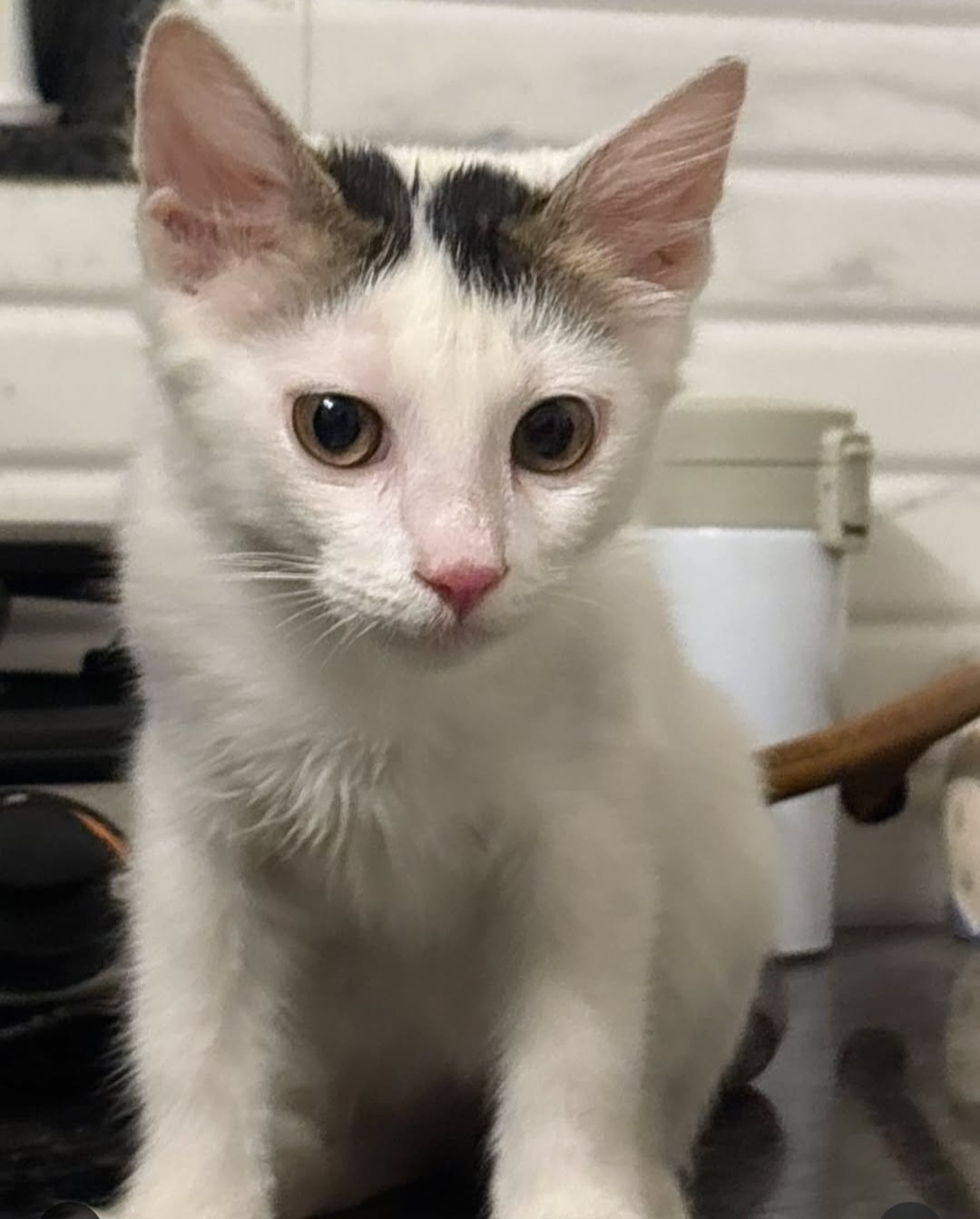 ADOPTION ALERT
