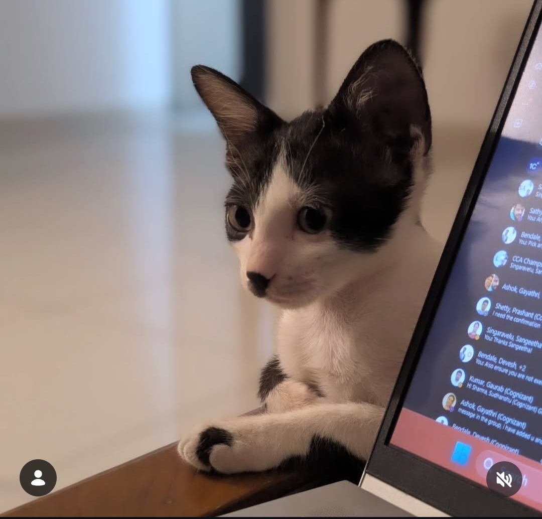 ADOPTION ALERT