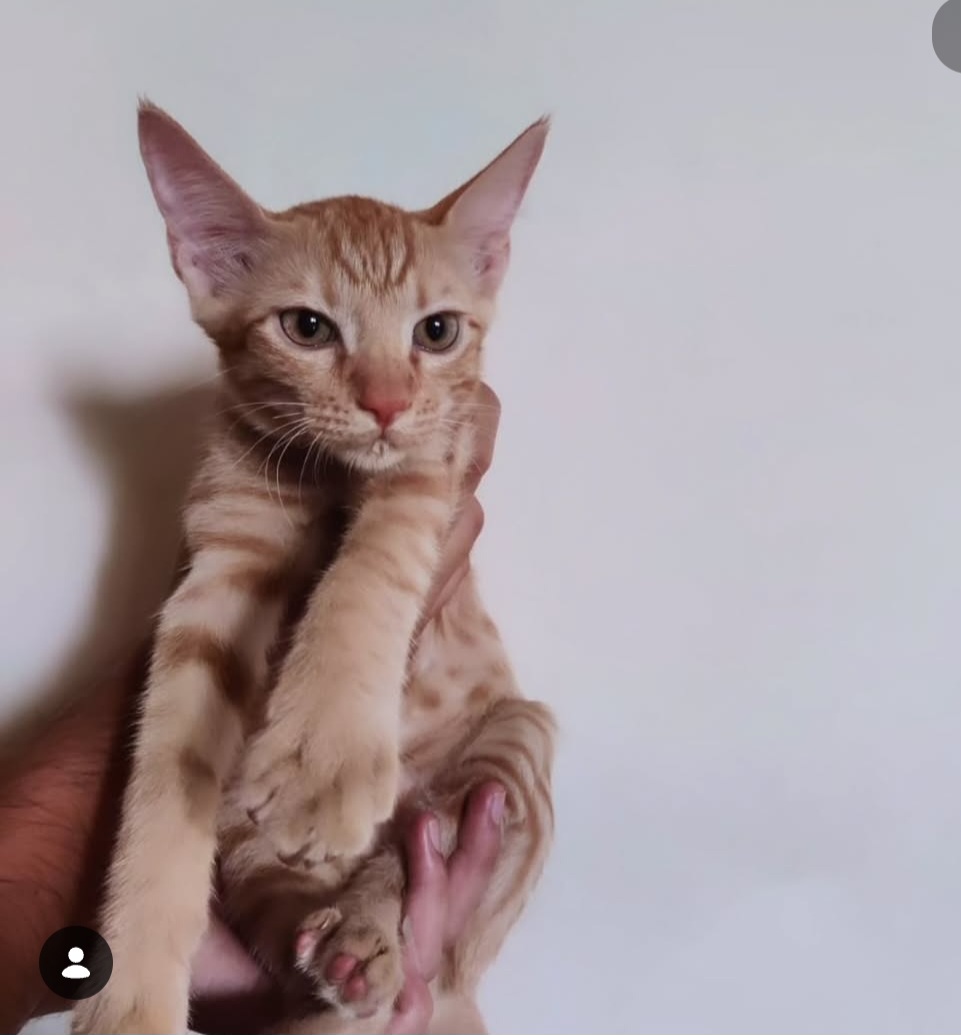 ADOPTION ALERT!!
