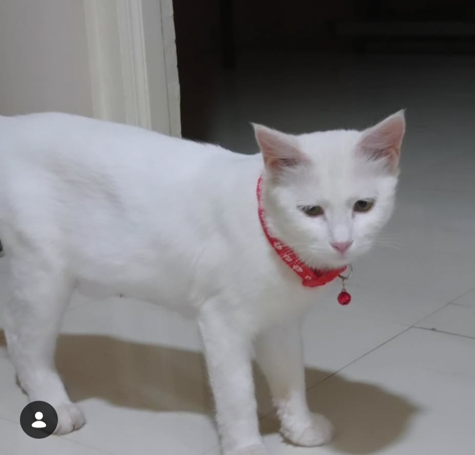 ADOPTION ALERT