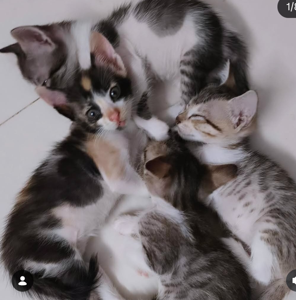 ADOPTION ALERT!!