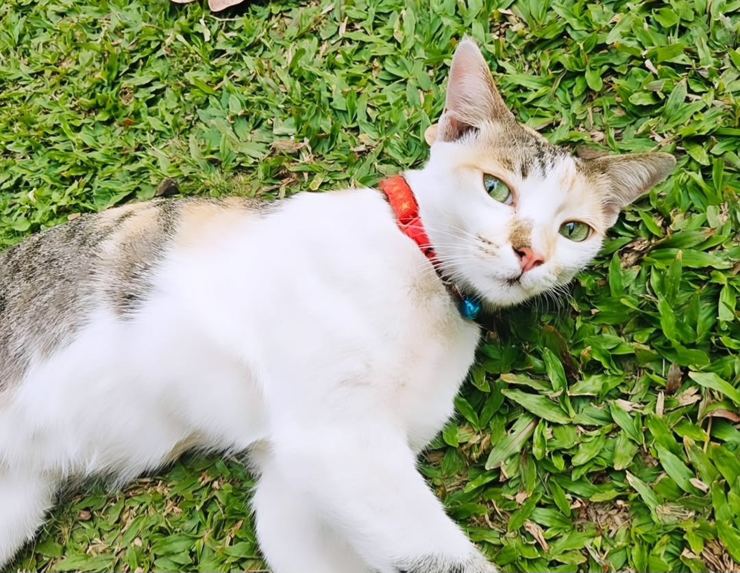 ADOPTION ALERT!!!
