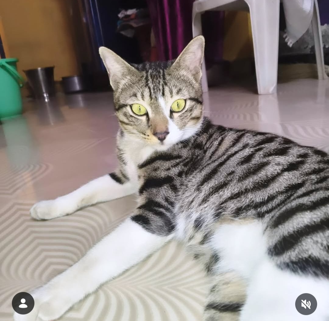 ADOPTION ALERT