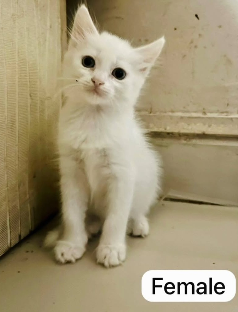 ADOPTION ALERT