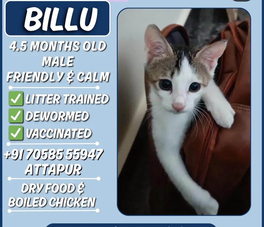 🐾 Adoption Appeal – Billu 🐾