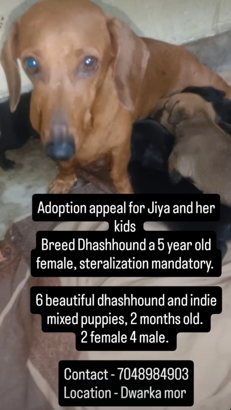 Adoption Appeal for Jiya and Her Puppies