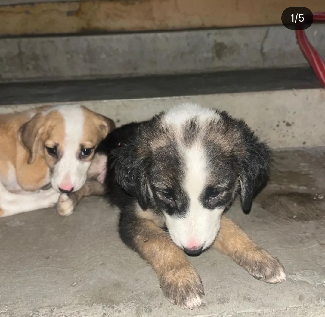 🐾 ADOPTION APPEAL – KAJAL & LUNA 🐾