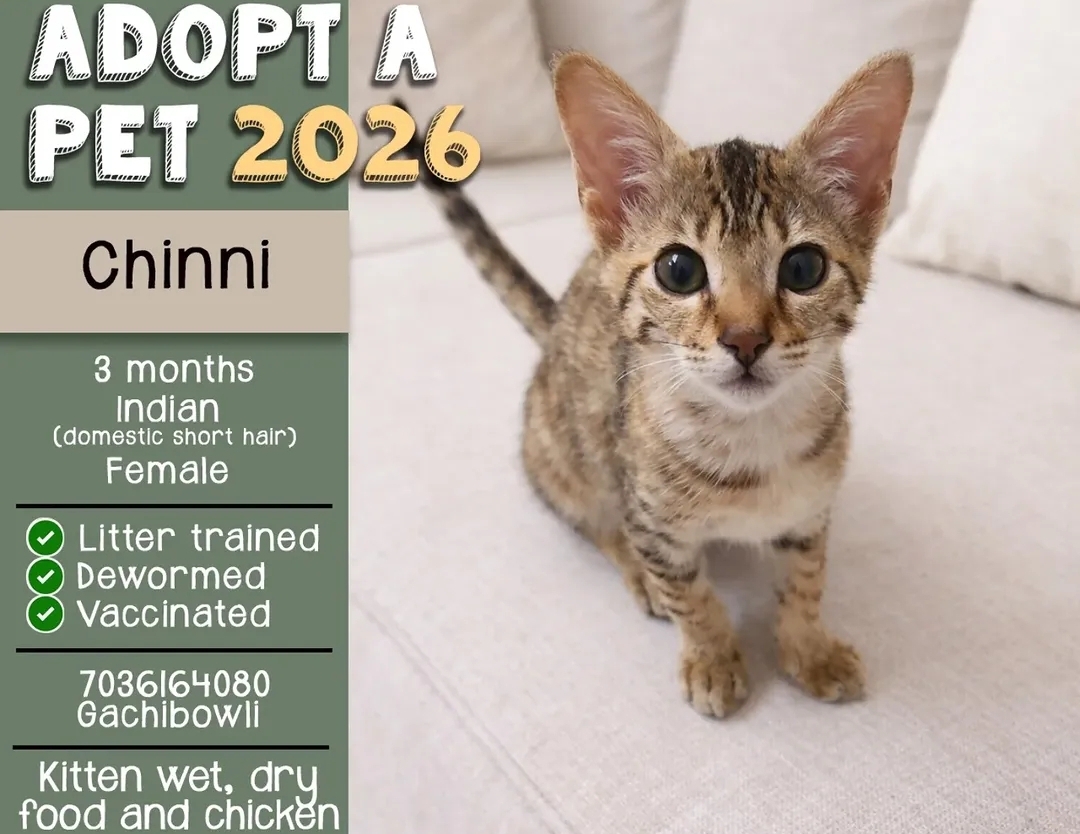 🐾 Adoption Appeal – Meet Chinni! 🐾