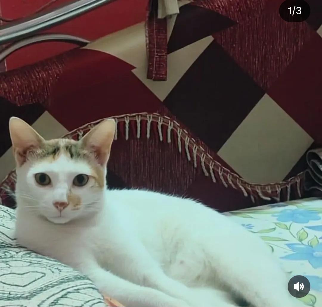 🐾 ADOPTION APPEAL – Meet Choti, the Tiny Survivor 💛