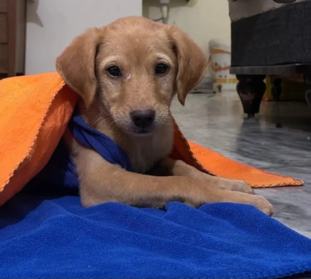 🐾 Adoption Appeal – Meet Krishh! 🐾