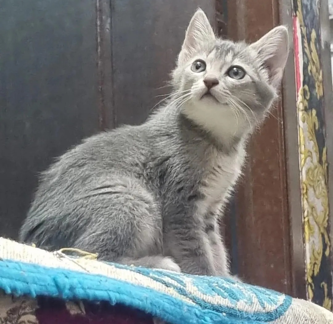 🐾 Adoption Appeal – Meet Laado! 🐾