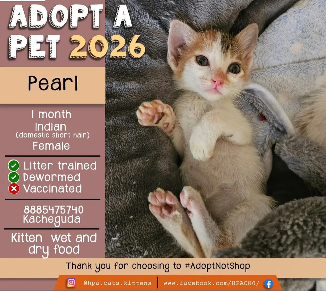 ADOPTION APPEAL – MEET PEARL 🐾