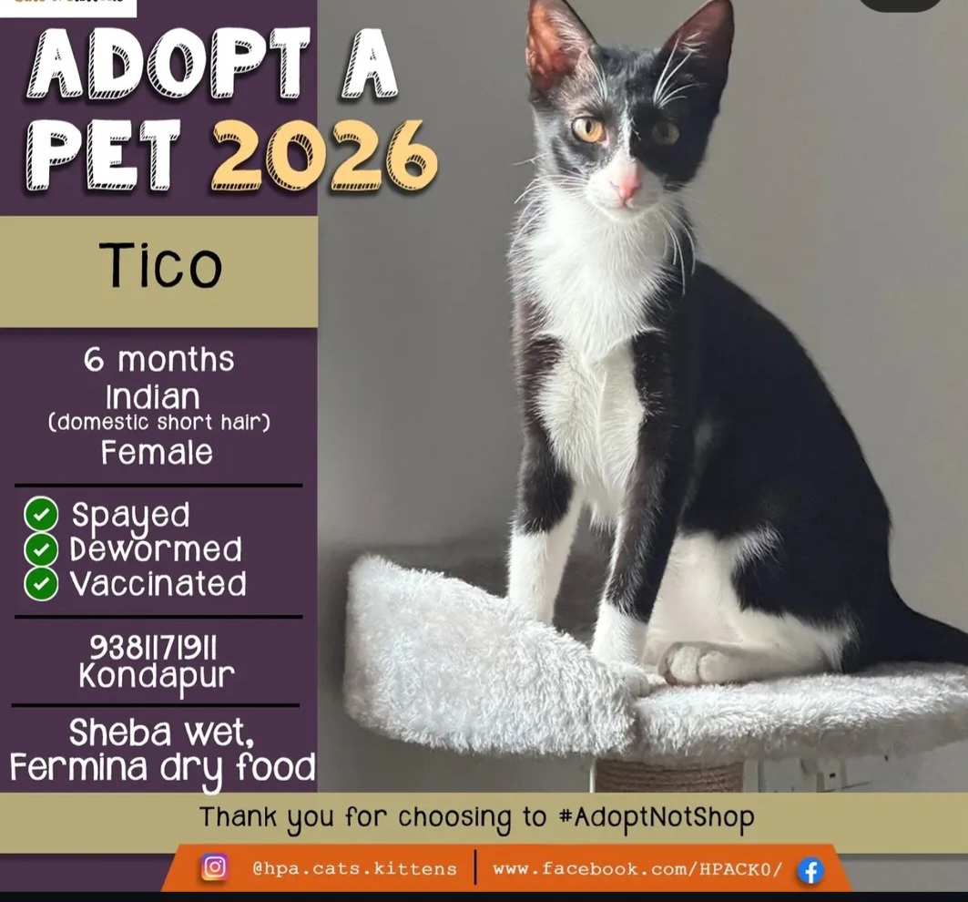 🐾 Adoption Appeal – Meet Tico 🐾