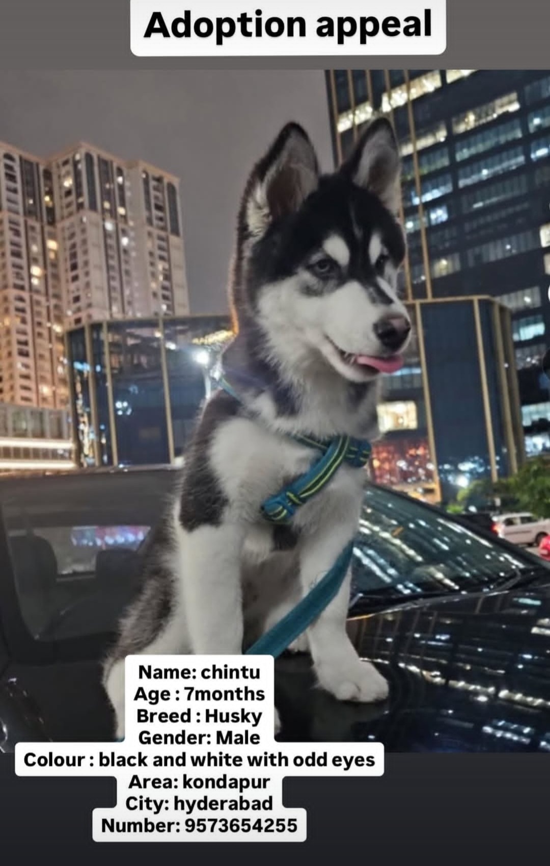 🐾 Adoption Appeal 🐾