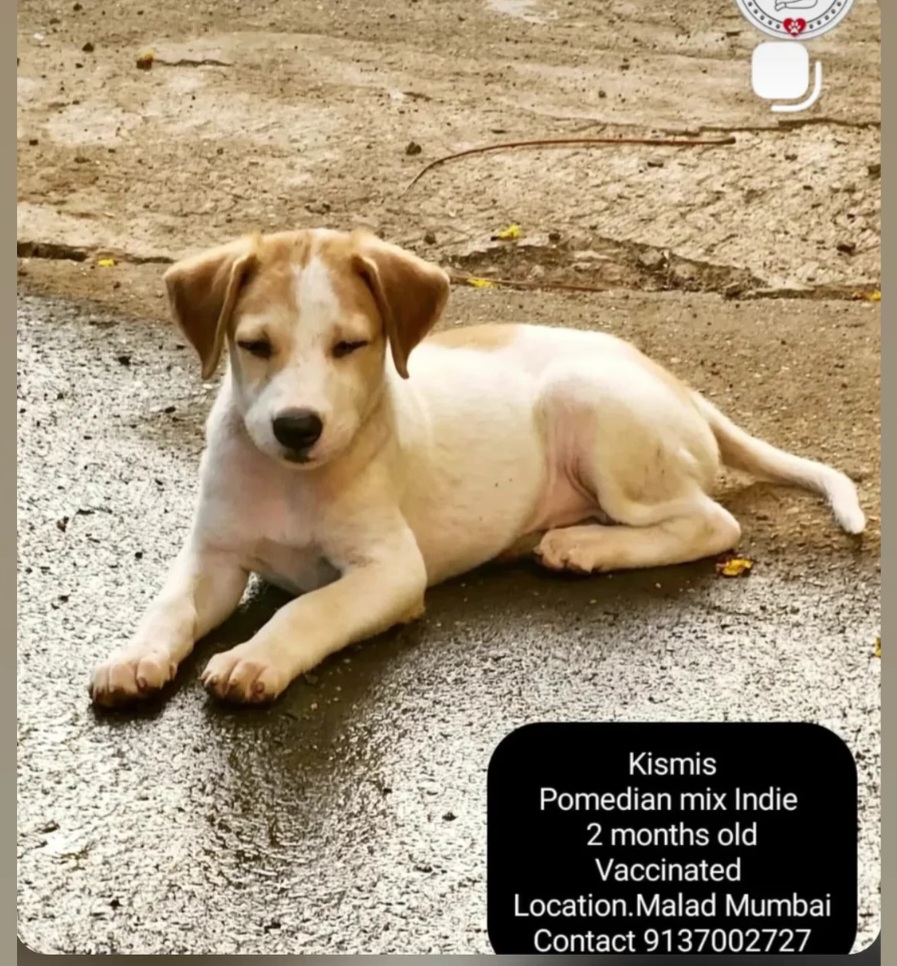 Adoption Appeal
