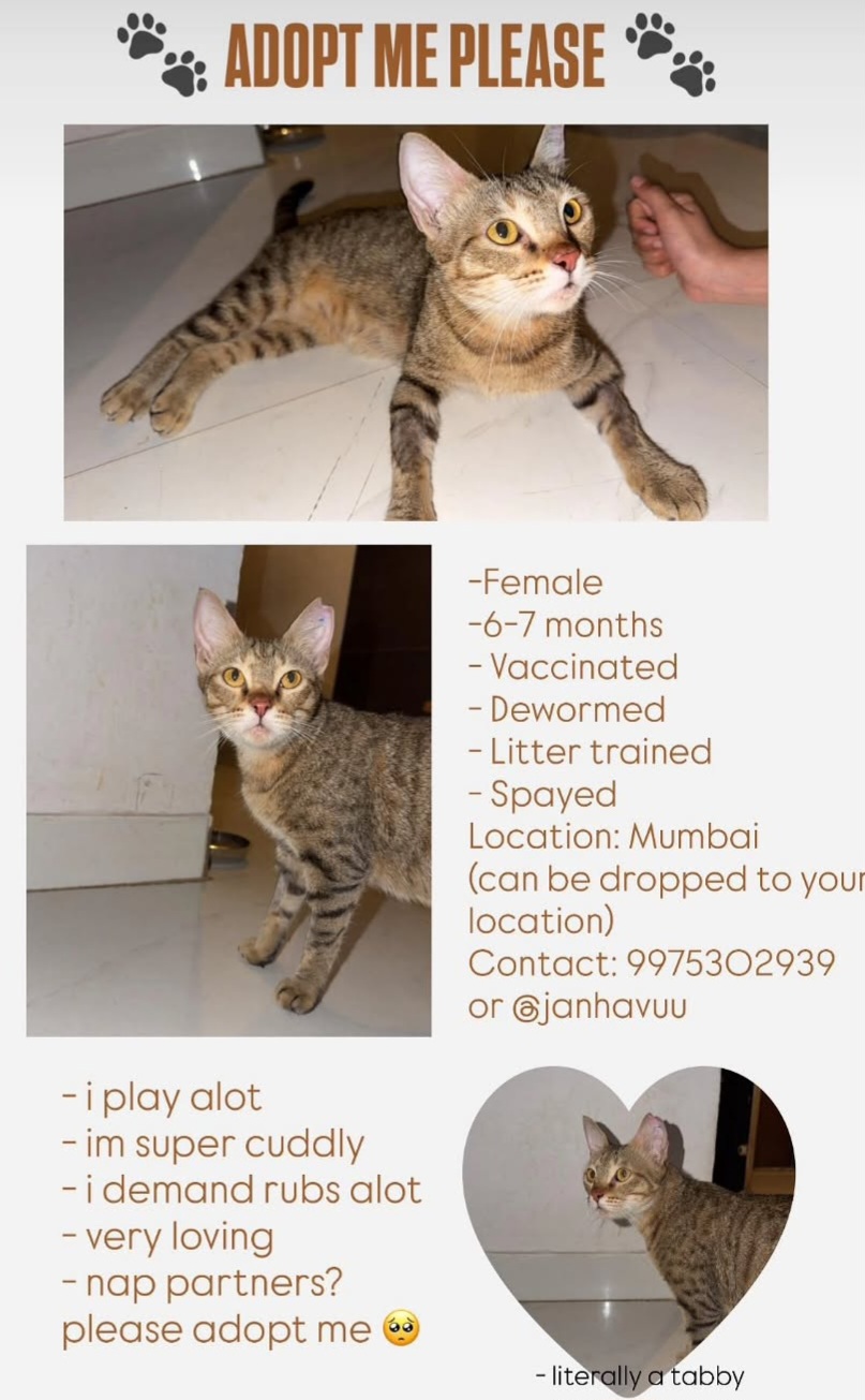 Adoption Appeal