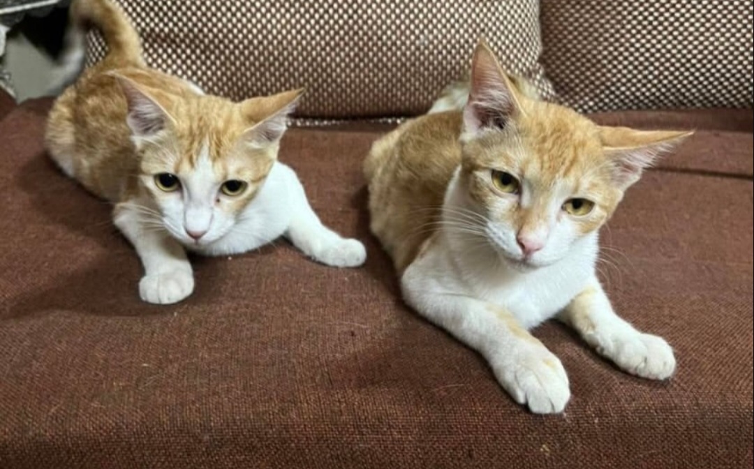 Adoption Appeal