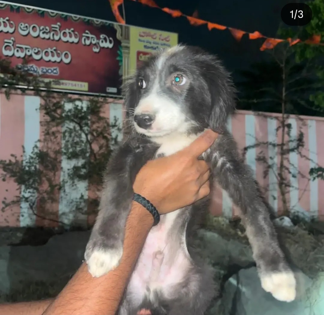 🐾 Adoption Post – Goldie 🐾