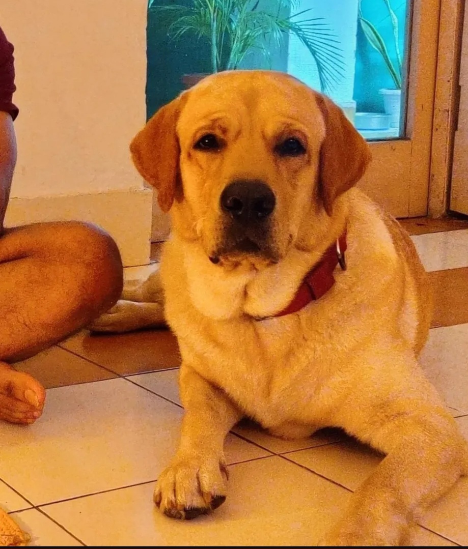Adoption Post: Mylo – Loving Labrador Looking for a Home