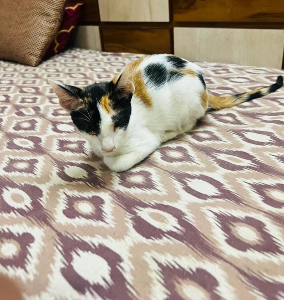 Adoption Post