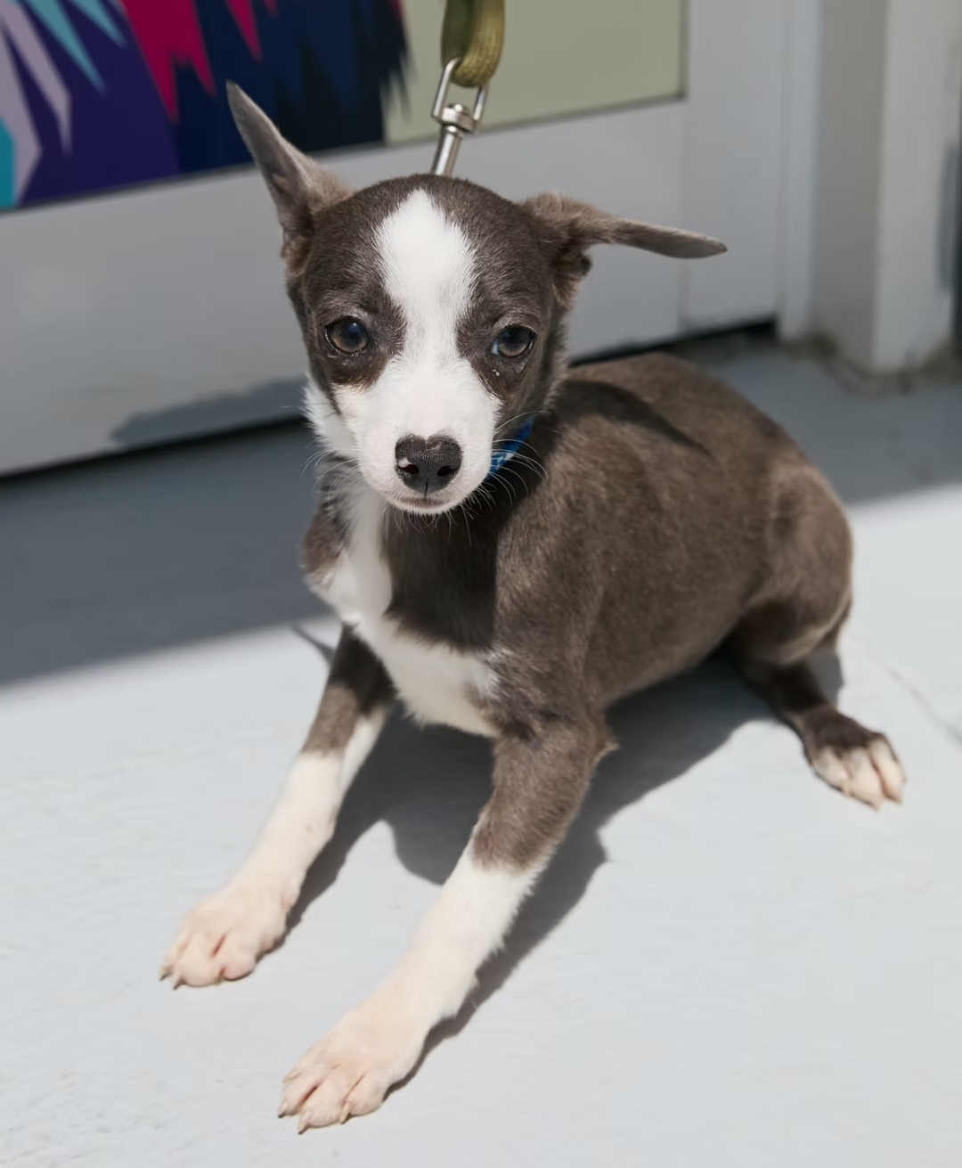 - ADOPTION -
