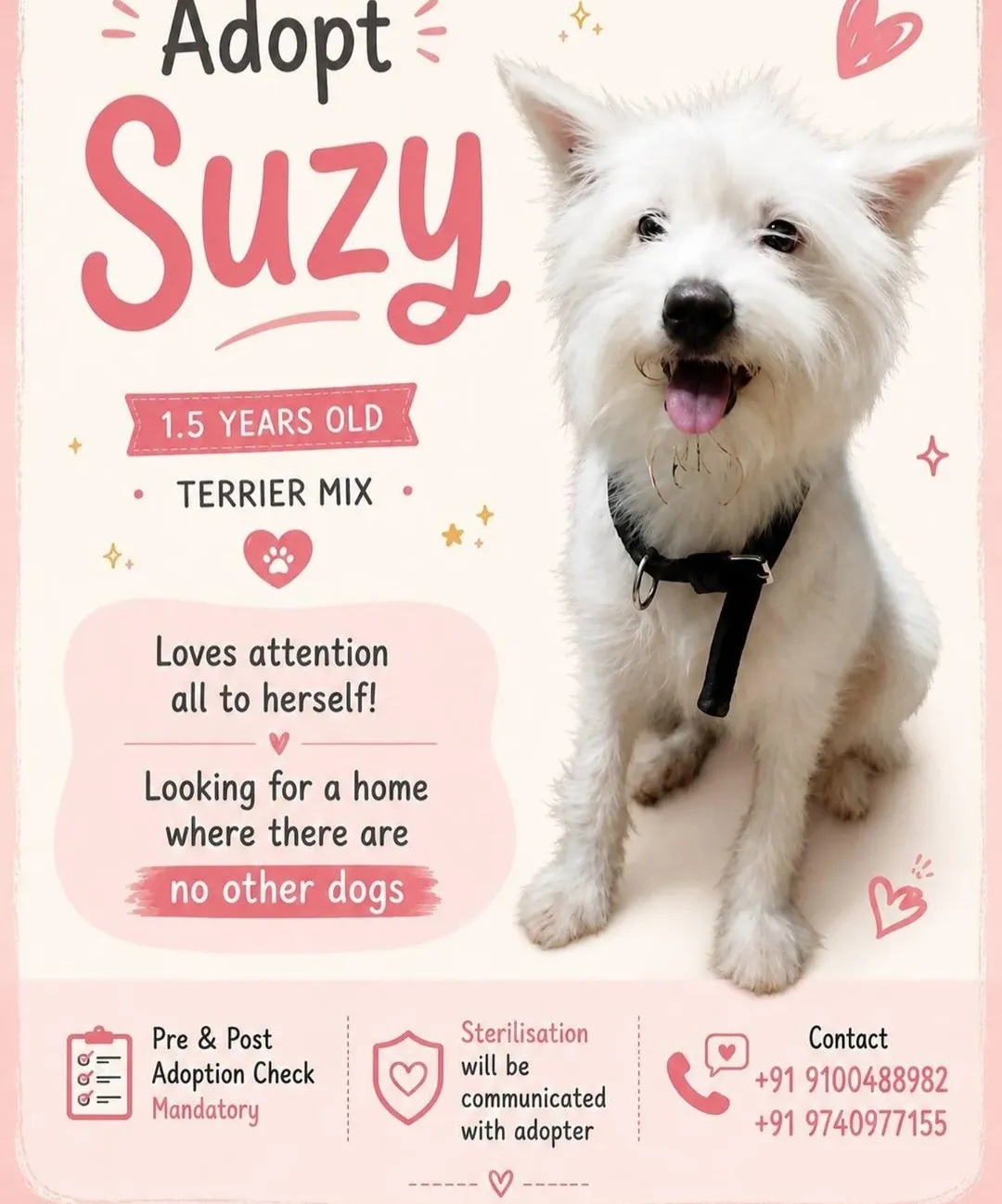 Adopts Suzy