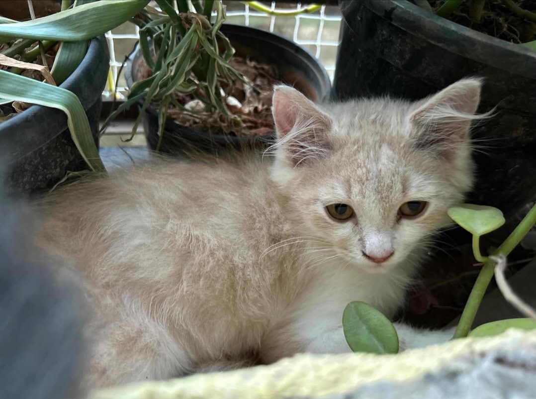 Adorable 2.5-Month-Old Male Puppy (Simba) Available for Adoption