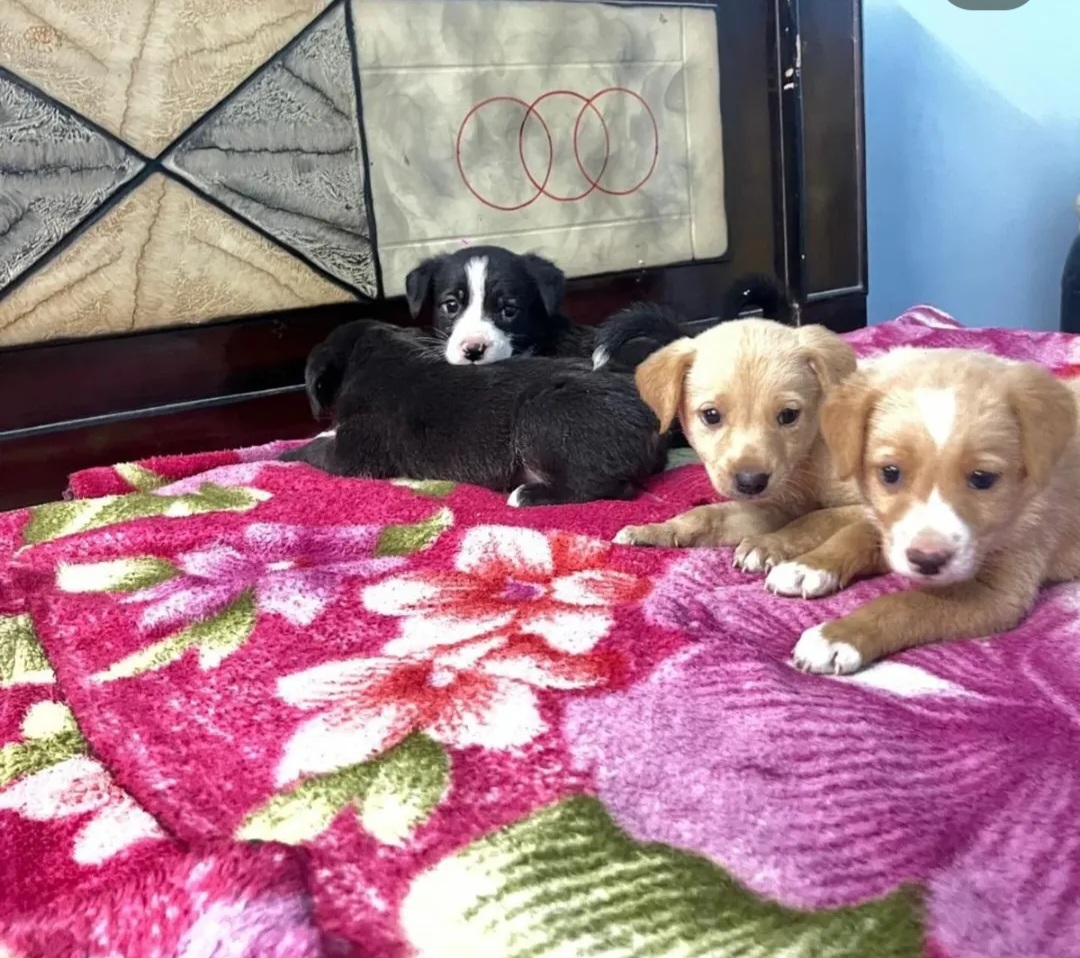 🐶 🏡 Adorable Indie Puppies Looking for Loving Homes – Hyderabad