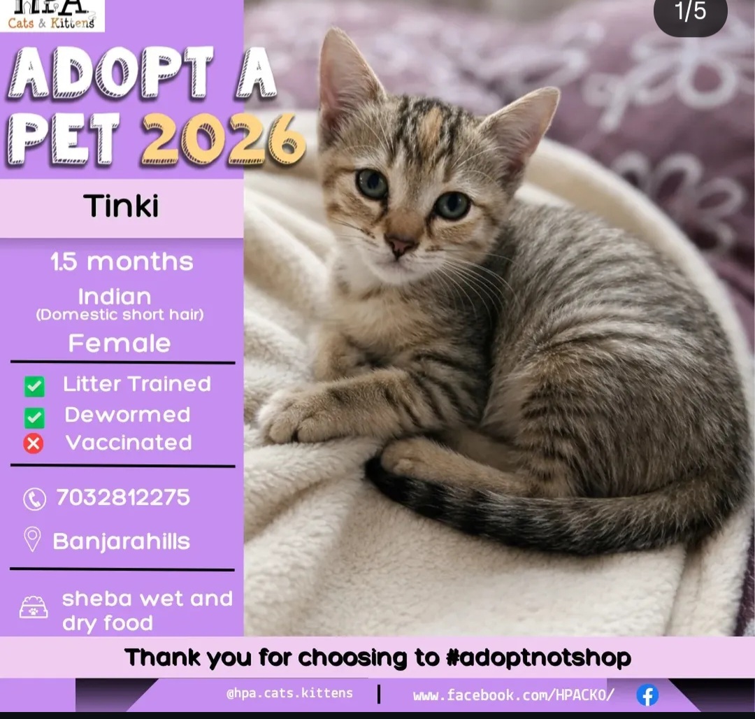 🐾 Adorable Kitten for Adoption – Tinki 🐾