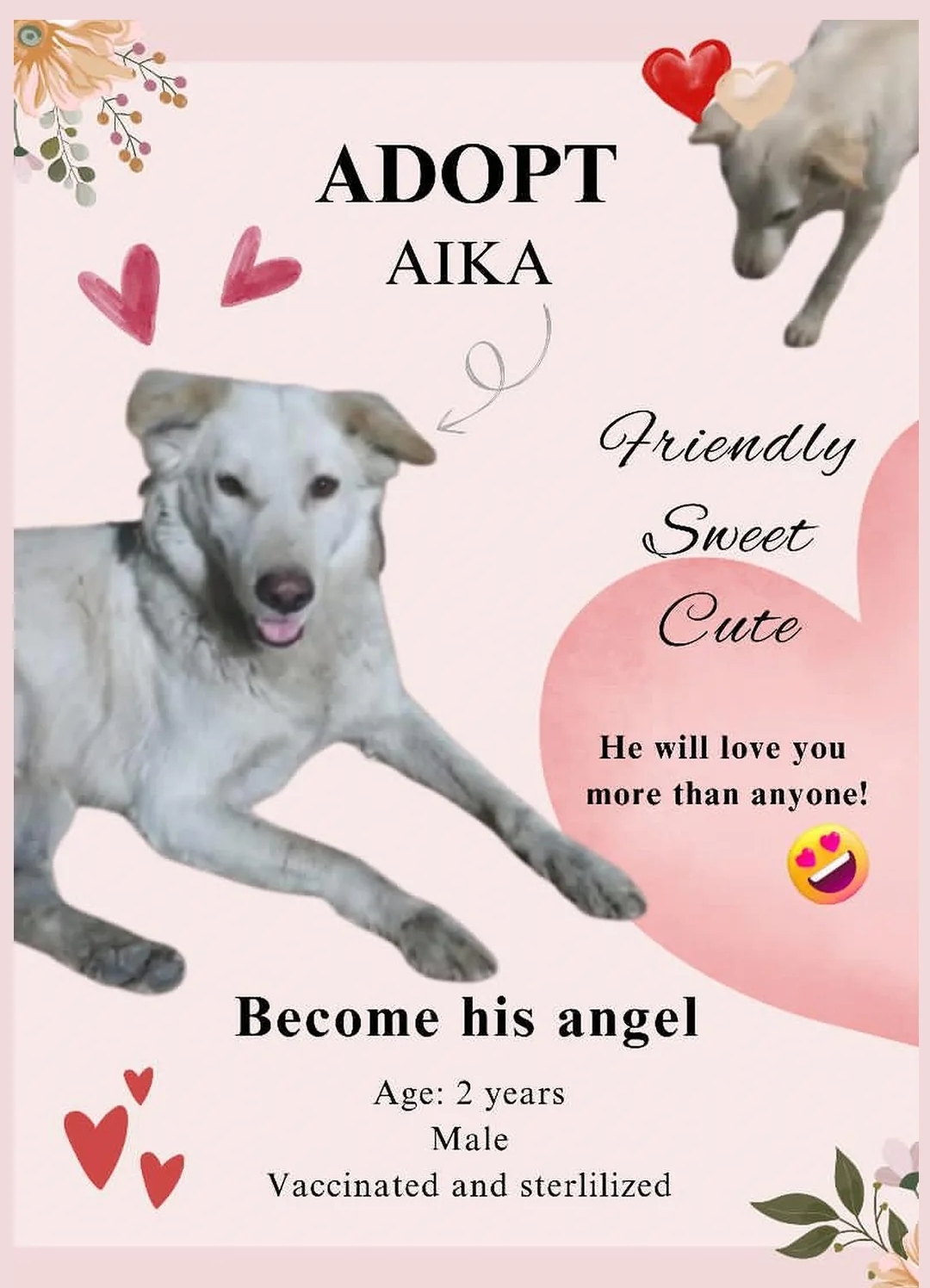 🐶 Aika – 2 Years (Male)