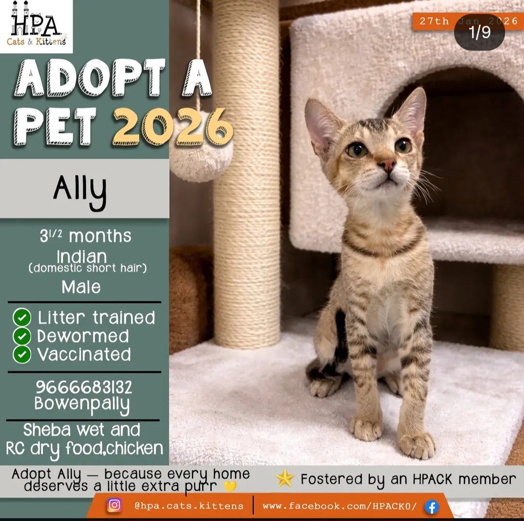 Ally – 3.5 Months Old Male Kitten 🐾