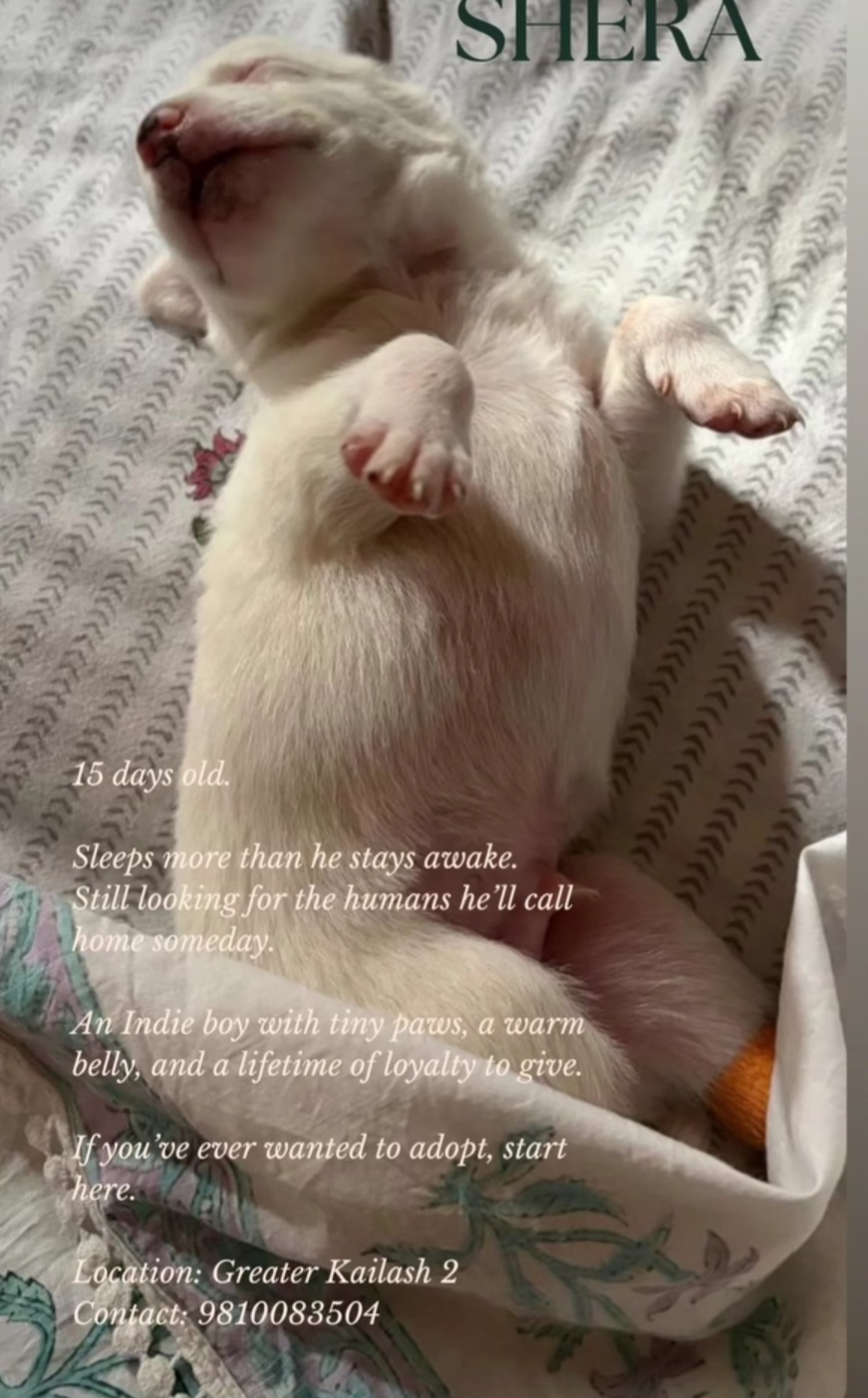 An Indie boy For Adoption