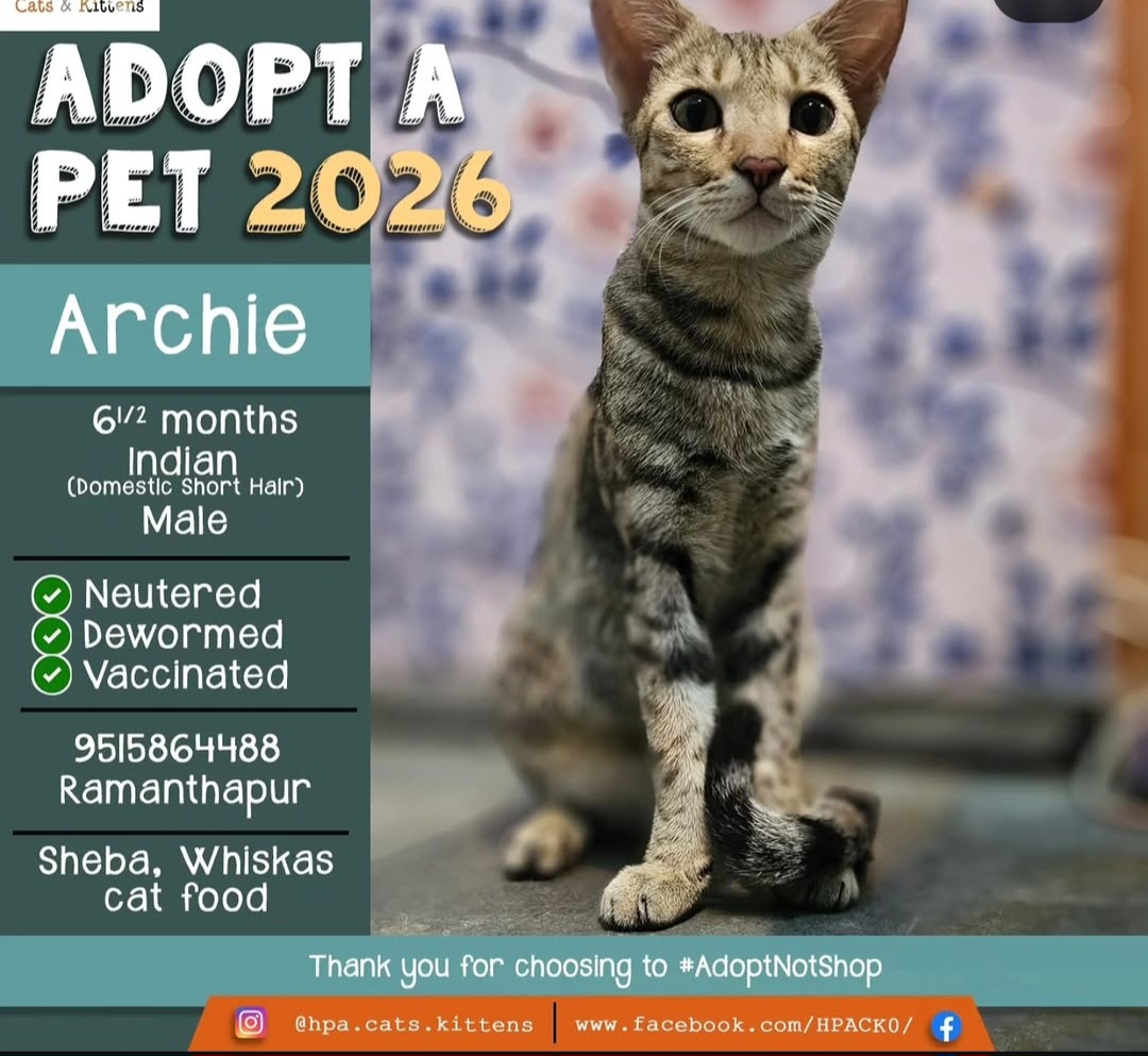 Archie is looking for a loving forever home.