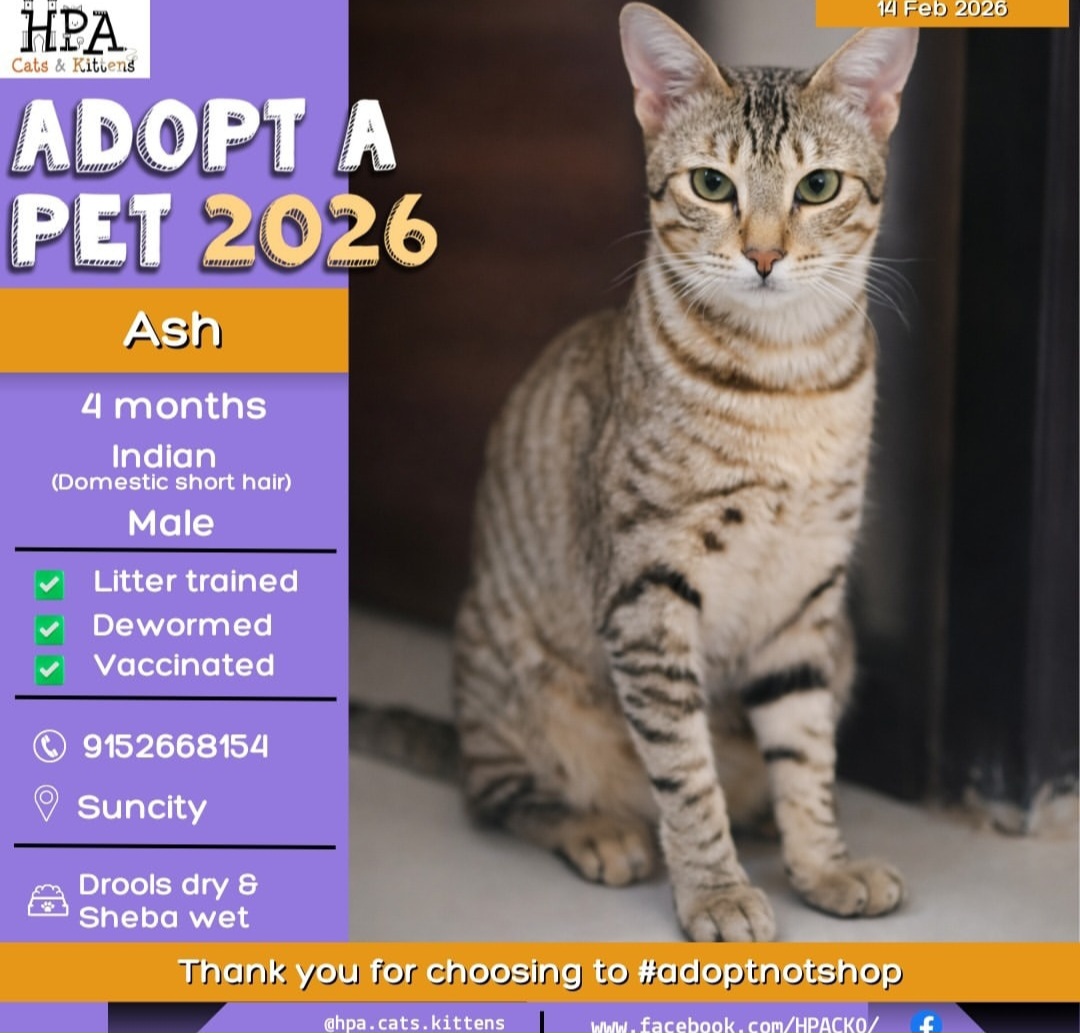 🐾 Ash – 4 Months (Male)