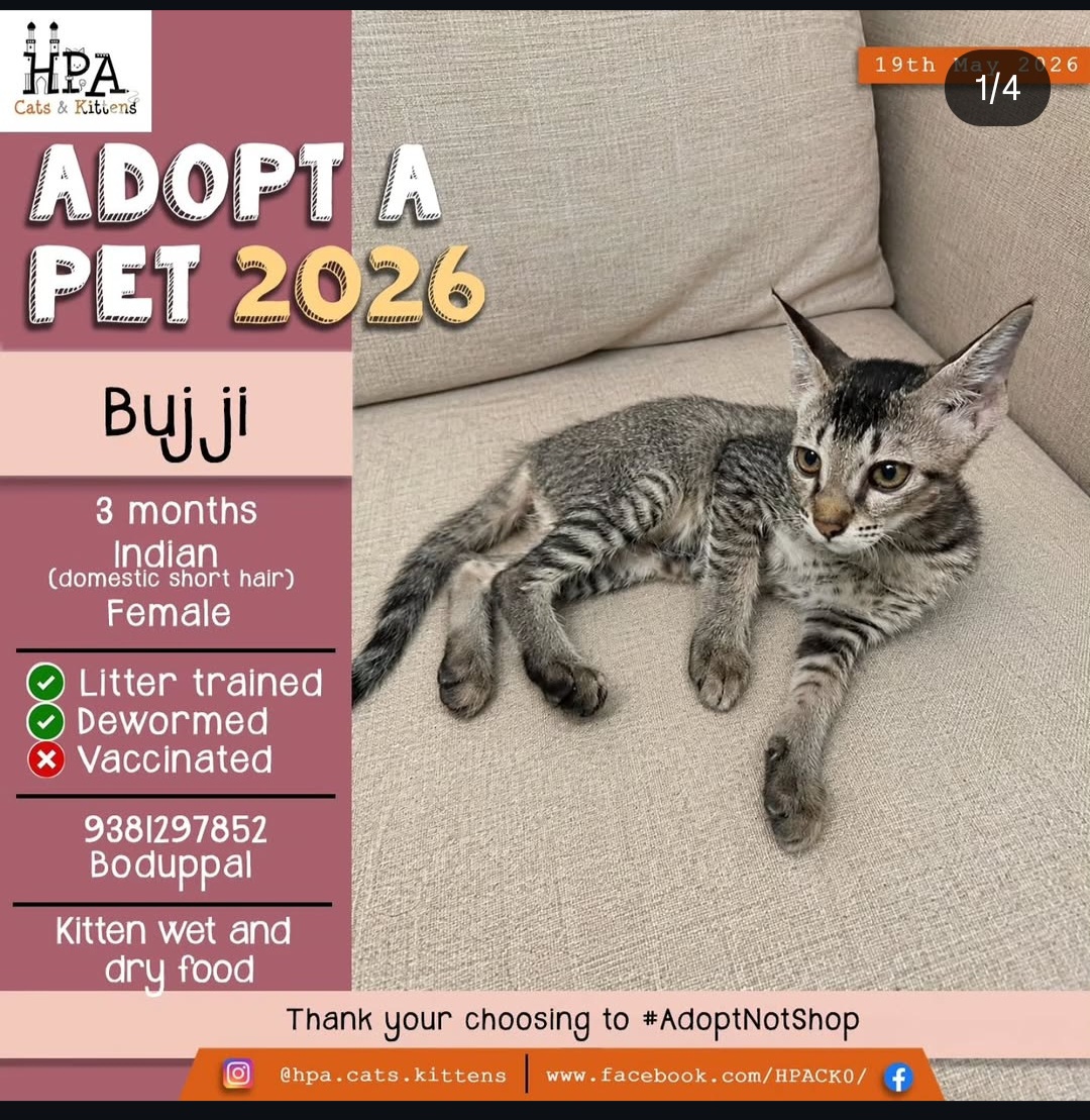 Available for Adoption