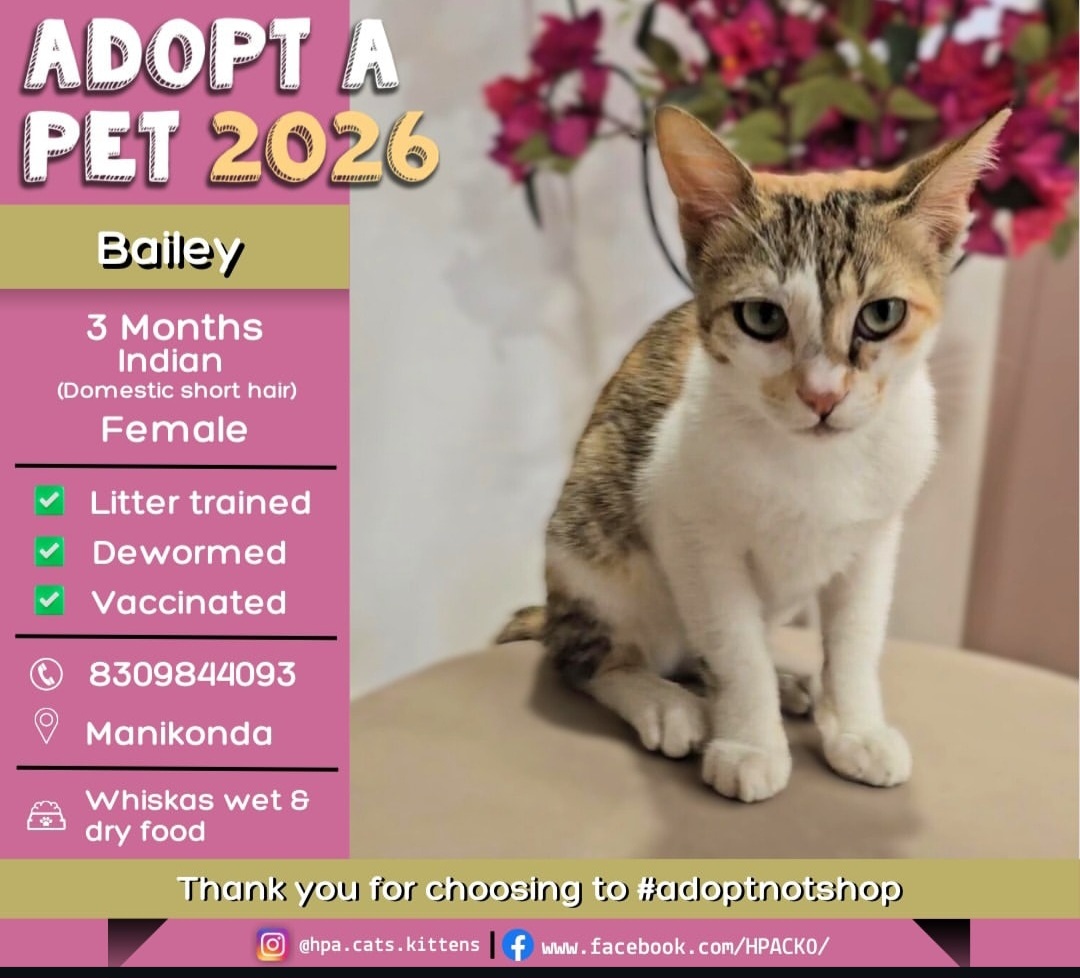 🐾 Bailey – 3 Months (Female)