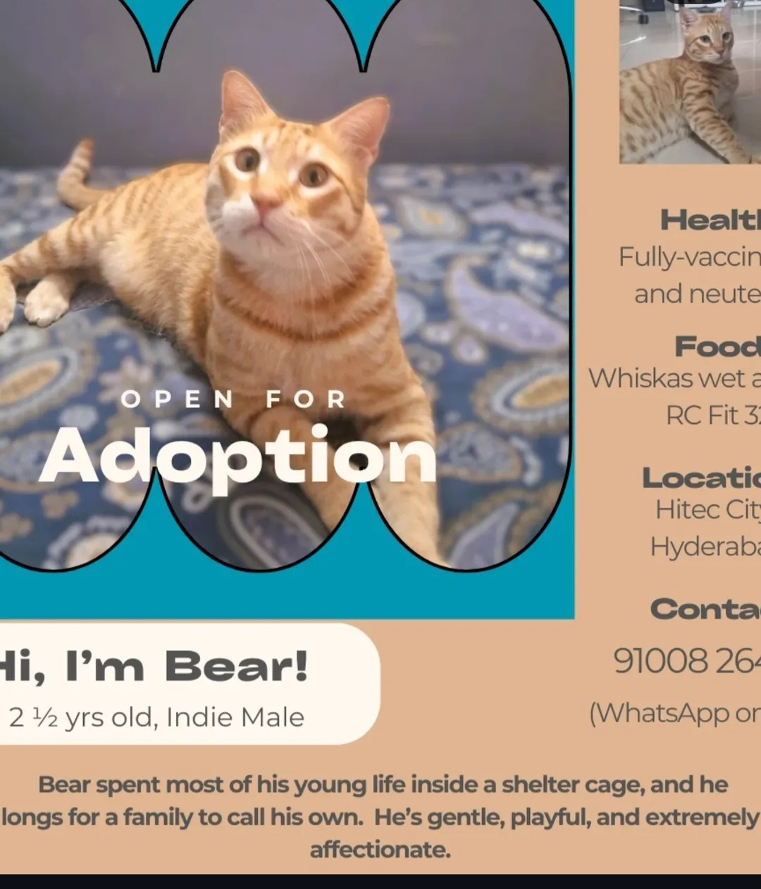 Bear – 2.5-Year-Old Indie Male