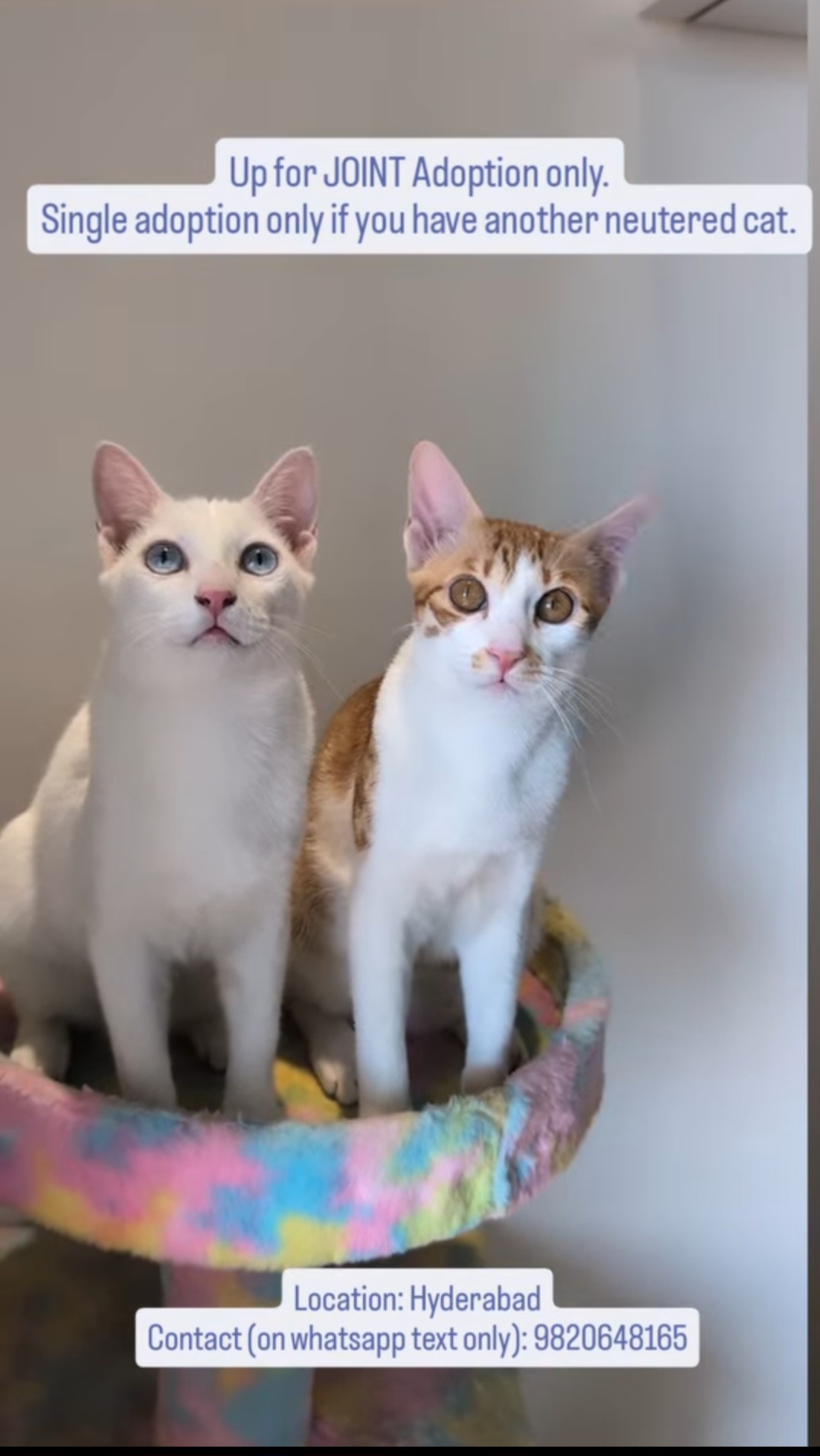 Bonded Cat Duo – Hyderabad