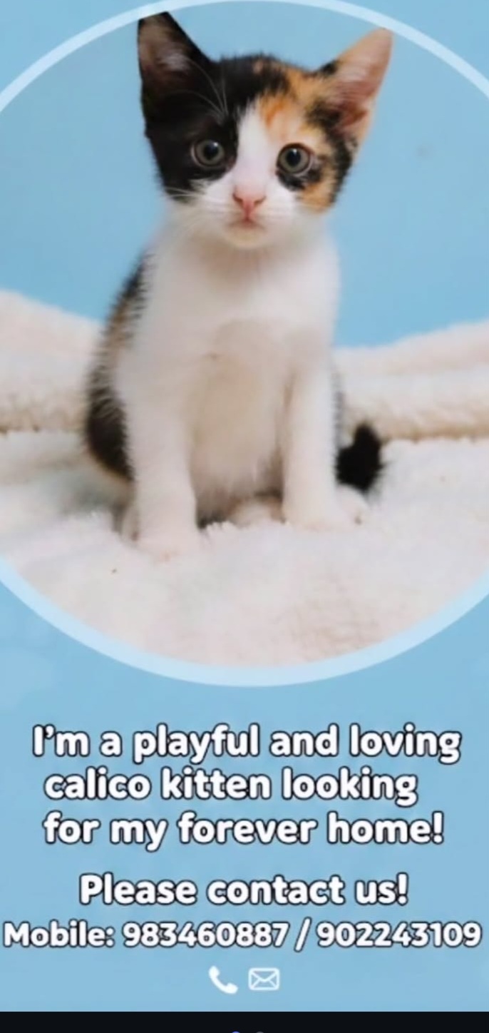 Calico Kitten Available for Adoption – Looking for a Loving Forever Home