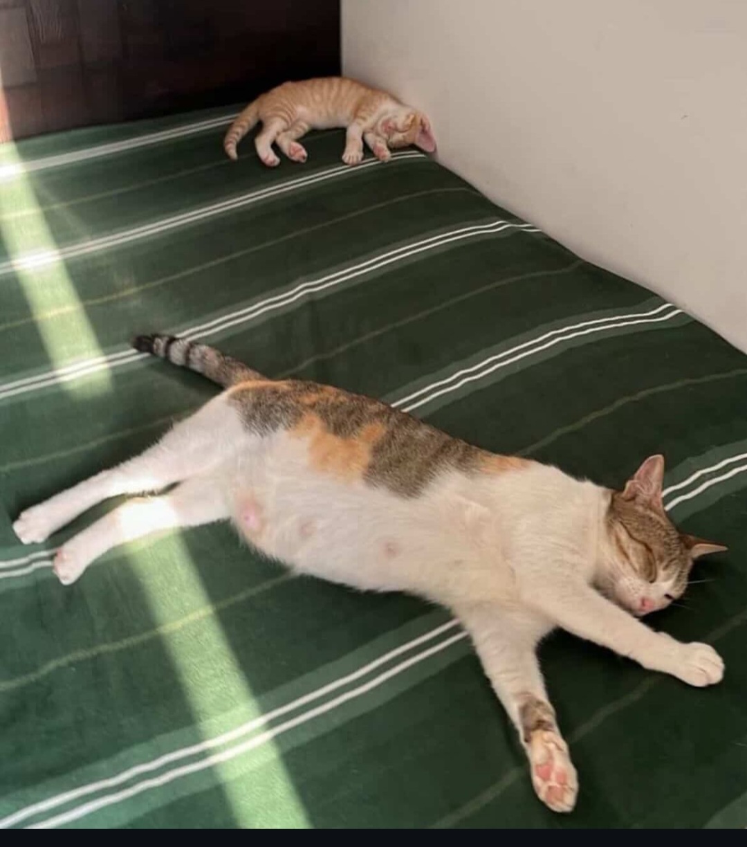 Cat Adoption in Mumbai – Motu & Thor Looking for a Forever Home Together