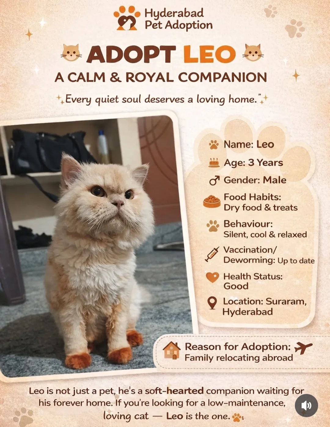 🐾 Cat for Adoption – Loving Home Needed 🐾