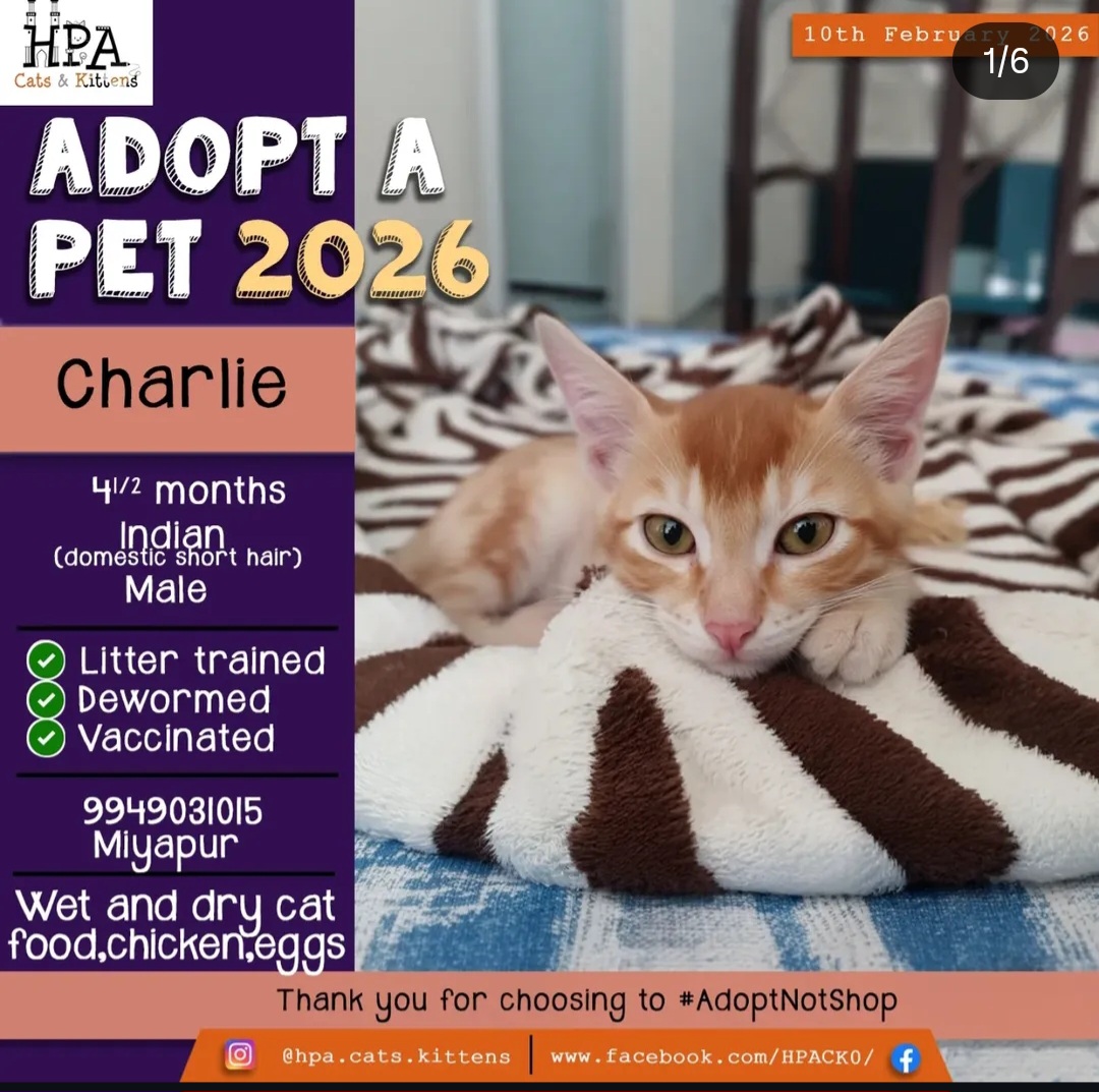 🐾 Charlie – 4.5 Months (Male)