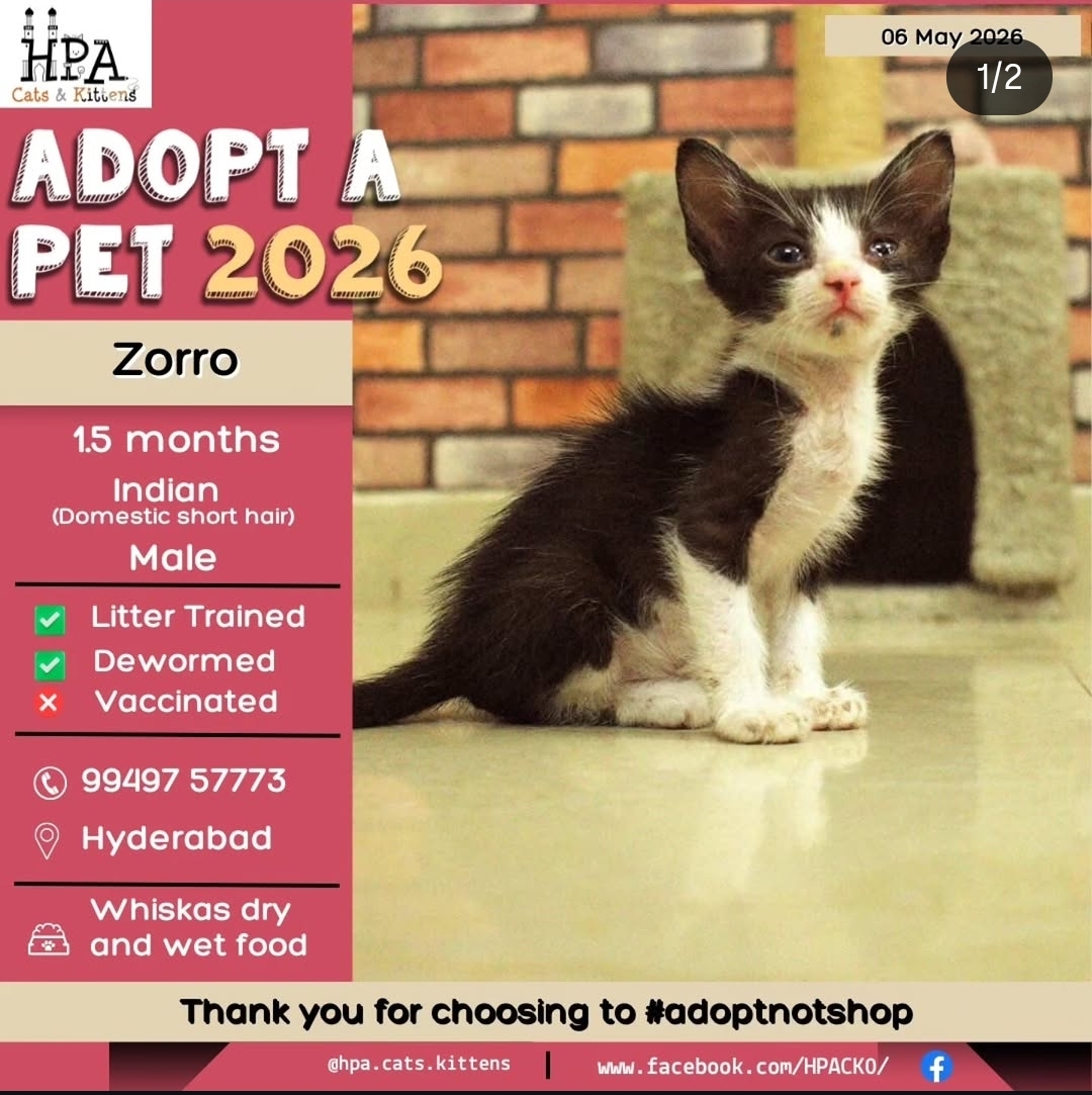 Choose adoption, choose love 🐾