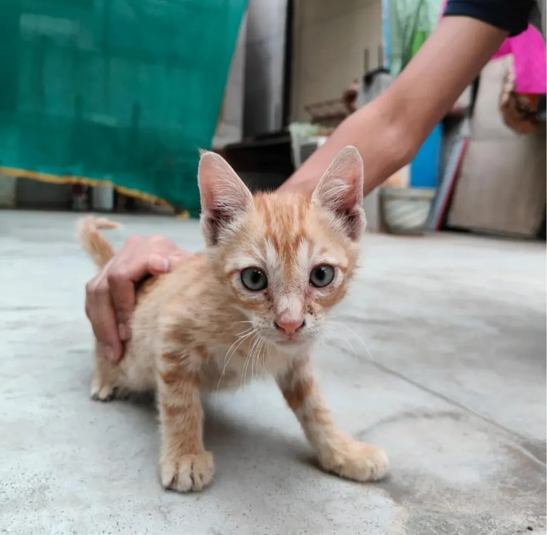 🐱 🧡 Cute 1-Month-Old Indian Kitten for Adoption – Amberpet
