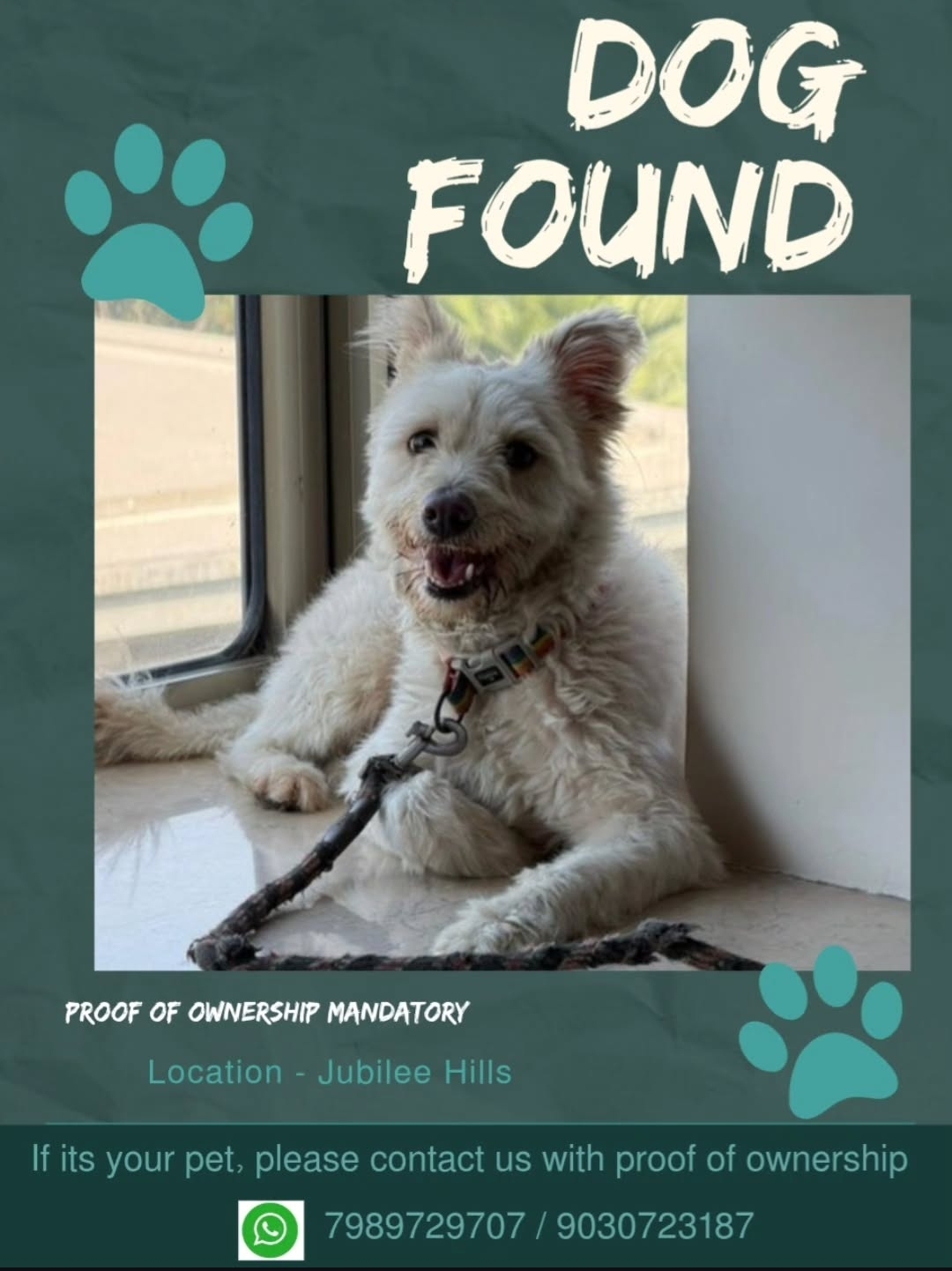 Dog Found – Jubilee Hills