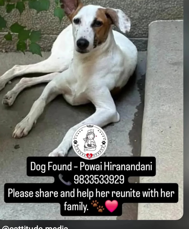 Dog Found – Powai, Hiranandani