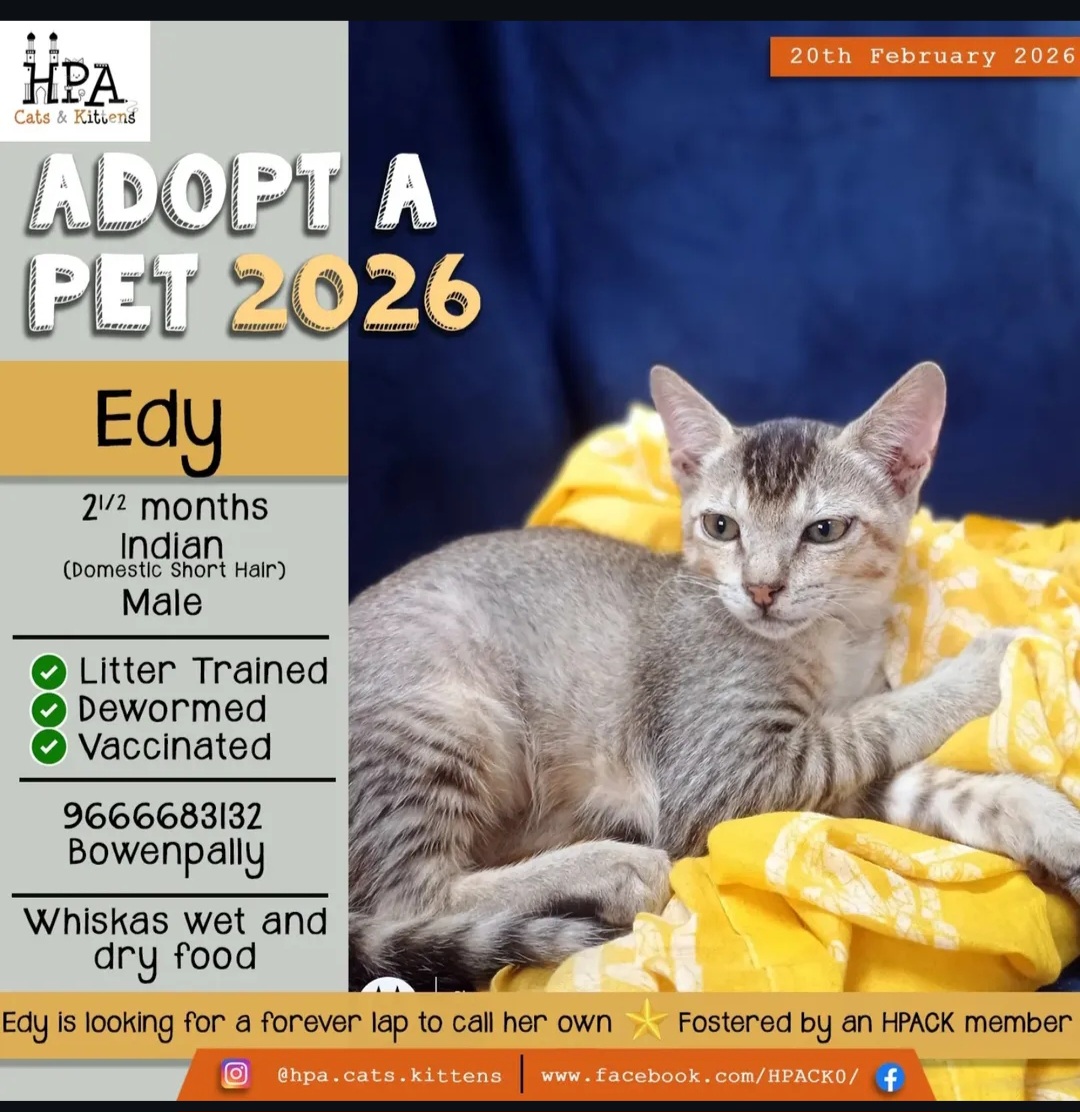 🐾 Edy – 2.5 Months (Male)