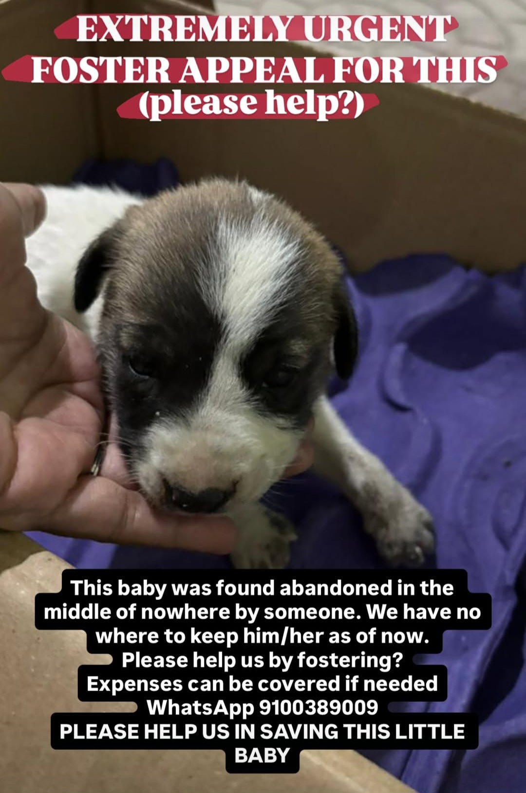 🚨 EXTREMELY URGENT FOSTER APPEAL 🚨